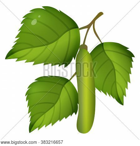 Color Image Of Birch Branch With Catkins  On White Background. Trees. Vector Illustration.