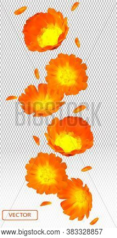 3d Realistic Calendula On Transparent Background. Flower Marigold Close Up. Falling Calendula Flower
