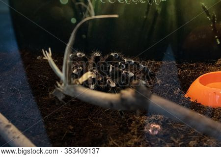 Big Brown Spider In A Terrarium Closeup