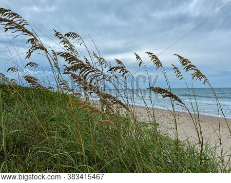 Sea Oats  Overlooking The Beach And Ocean On A Beautiful Cloudy Day Along The Shoreline On North Hut