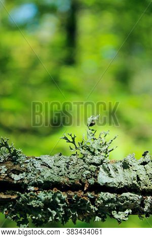 Lichen On A Tree Branch, Vertical View. Blue Lichen On A Branch. Lichen Pseudevernia Furfuracea On B