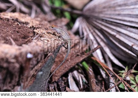 Cuban Brown Anole Anolis Sagrei Eats A Wood Termite With Wings