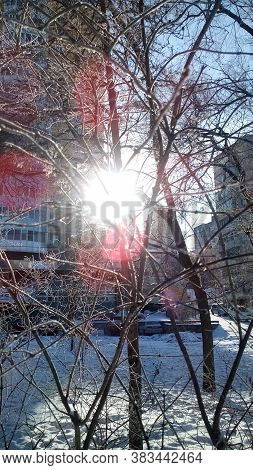 The Sun Shines Through The Branches With The Inea