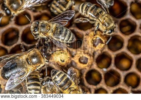 Sealed Brood Of Honey Bees In Apiary Of Beekeeper In Hive Nurse Bees On The Frame With The Beeswax A