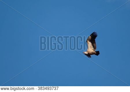 Griffon vulture Gyps fulvus in flight. Revilla. Pyrenees. Huesca. Aragon. Spain.