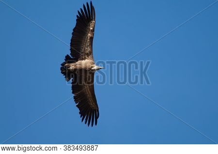 Griffon vulture Gyps fulvus in flight. Revilla. Pyrenees. Huesca. Aragon. Spain.