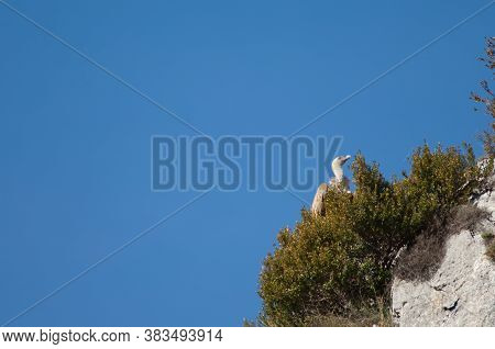 Griffon vulture Gyps fulvus on a crag. Revilla. Pyrenees. Huesca. Aragon. Spain.