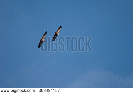 Pair of griffon vultures Gyps fulvus in flight. Revilla. Pyrenees. Huesca. Aragon. Spain.
