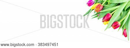 Tulips On White Background, Isolated