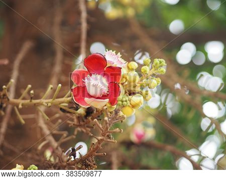 Shorea Robusta, Dipterocarpaceae, Couroupita Guianensis Aubl., Sal Blooming In Garden On Blurred Nat