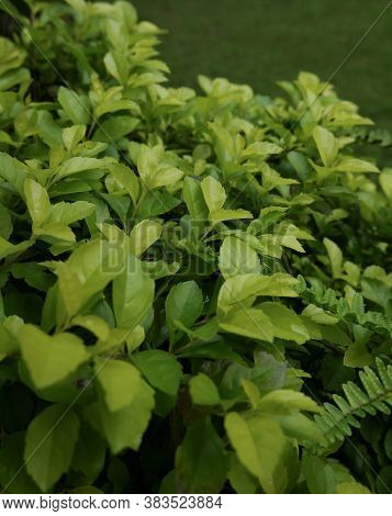 Portrait Close Up View Of Green Plants