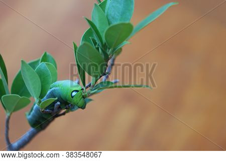 Oleander Hawkmoth Caterpillar  (daphnis Nerii, Sphingidae) On The Branch Of Tree On Wooden Floor.