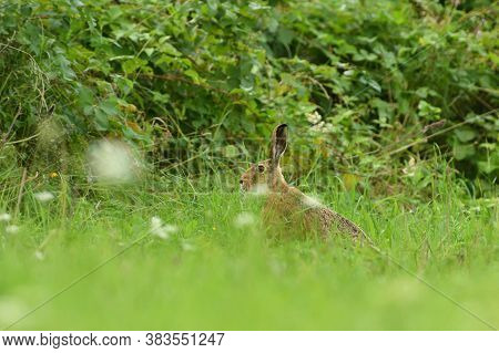 Brown Hare Eats Spring Grass On The Meadow