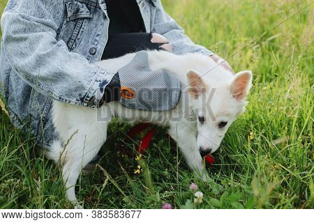 Pet Grooming Glove. Woman Combing Puppy Hair With Special Deshedding Glove In Summer Park. Person Gr