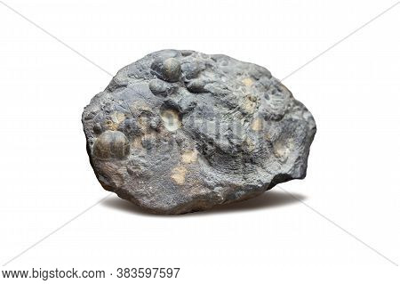Fossilized Remains Of Molluscs In Sedimentary Rock. Fossil Invertebrate Molluscs.