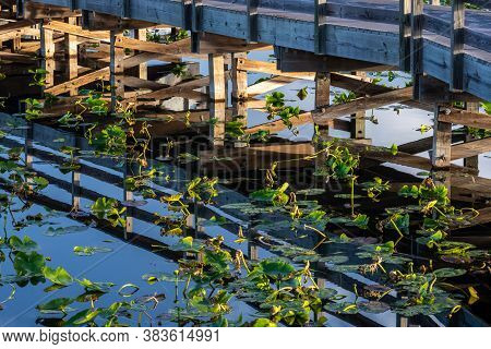 Bridge Supports Mirror In Still Water In Everglades Swamp