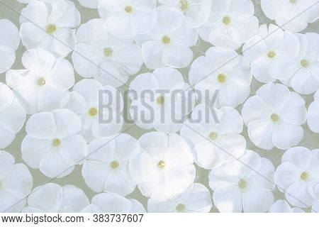 Phlox Paniculata On Water, Texture And Background Of Phlox Paniculata Flowers