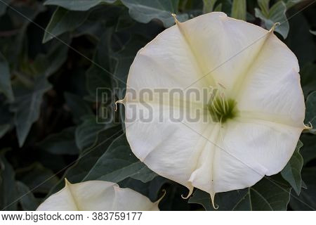 Bold White Blossoms Of Sacred Datura, Datura Wrightii, Solanaceae, Native Plant, Joshua Tree Nationa
