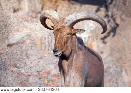 Portrait Of Young Mouflon With Big Horns