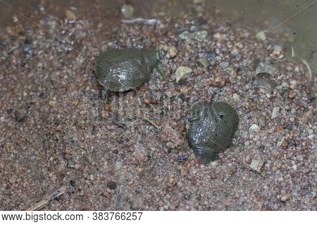 The Cute Little Mud Turtle Or Soft Shelled Turtle Crawling And Puts Its Head In The Sand In The Rive