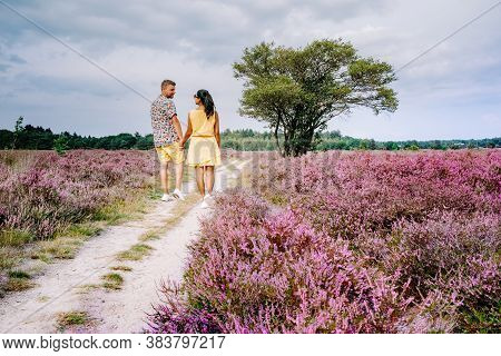 Blooming Heather Field In The Netherlands Near Hilversum Veluwe Zuiderheide, Blooming Pink Purple He