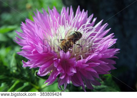 Wasp Resting On A Pink Rose Of Sharon Hibiscus Flower With Green Foliage In Background