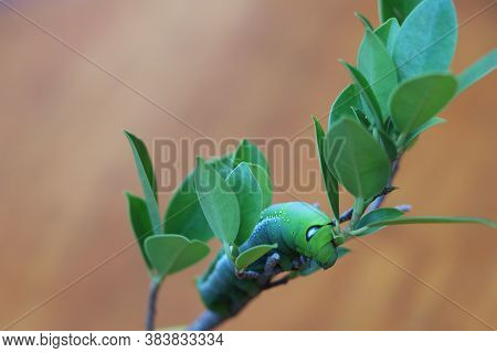 Oleander Hawkmoth Caterpillar  (daphnis Nerii, Sphingidae) On The Branch Of Tree On Wooden Floor.