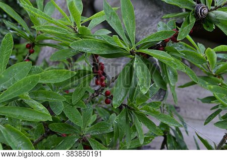 Berries Of The Wolf's Bast Plant. Daphne Mezereum. Large Planks Of Red Poisonous Berries.