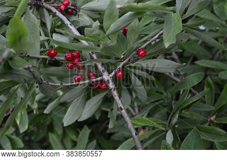 Berries Of The Wolf's Bast Plant. Daphne Mezereum. Large Planks Of Red Poisonous Berries.