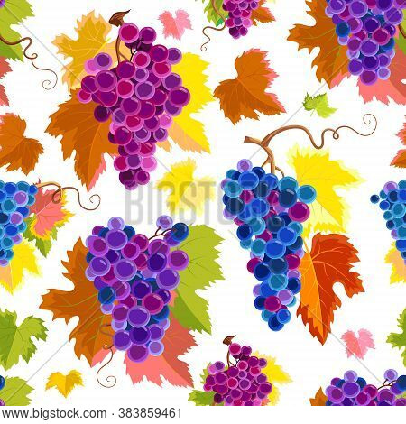 Vector Seamless Pattern With Grapes And Leaves. Illustration On 
White Background.