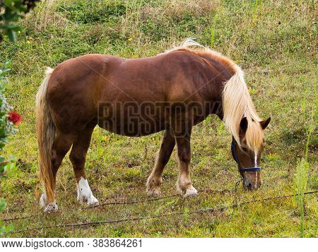 Brown Mare With Blond Mane Grazing In A Meadow