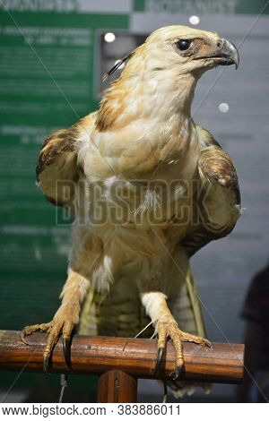 Manila, Ph - Oct 20 - National Museum Of Natural History Eagle On October 20, 2018 In Manila, Philip