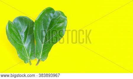 Ficus Lyrate Leaves On Yellow Background. Copy Space