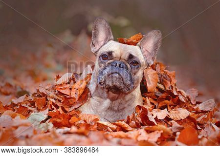 Beautiful Brown French Bulldog Dog Girl Lying On Forest Ground Covered In Colorful Autumn Leaves