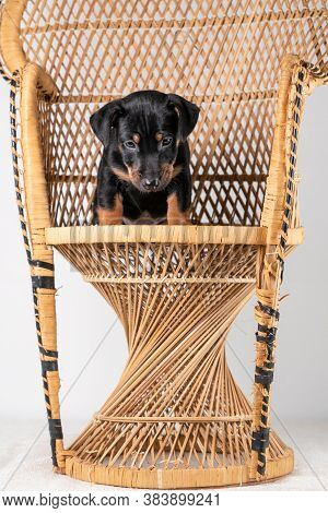 A Portrait Of A Cute Jack Russel Terrier Puppy Sitting On A Rattan Chair, Isolated On A White Backgr