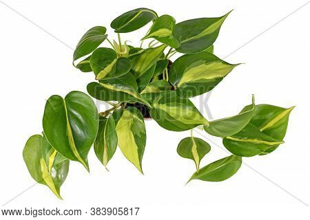 'philodendron Hederaceum Scandens Brasil' Tropical Creeper House Plant With Yellow Stripes In Flower