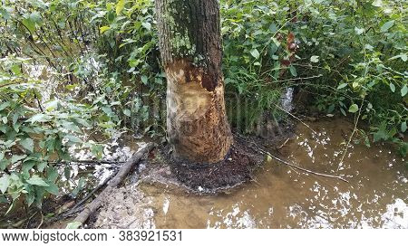 Tree In The Mud And Water With Beaver Bite Marks
