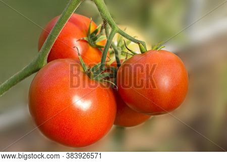 Ripe And Unripe Organic Tomatoes On A Branch Growing In  Greenhouse.