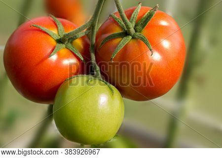 Ripe And Unripe Organic Tomatoes On A Branch Growing In  Greenhouse. Diy Cultivation Concept.