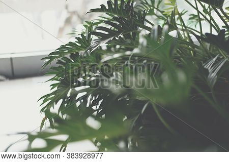 Green Monstera Leaves. Philodendron Split Leaf.