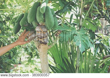Grafting Papaya Fruit Tree.