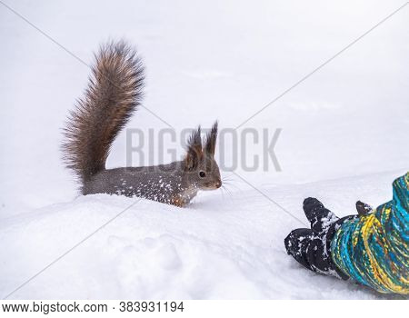 A Little Boy In Winter Feeds A Squirrel With A Nut. Cute Little Boy Feeding Squirrel At Winter Park