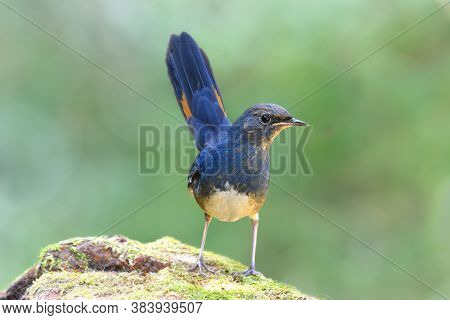 White-bellied Redstart (luscinia Phaenicuroides) Fascinated Blue Bird With Tail Wagging Showing It Y