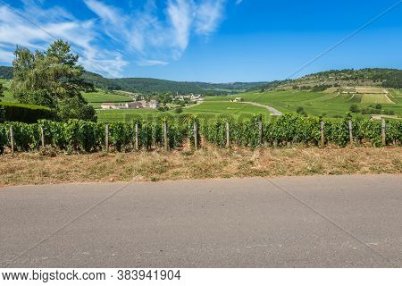 View Of In The Vineyard In Burgundy Home Of Pinot Noir And Chardonnay In Summer Day With Blue Sky.