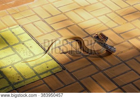 Close Up Rat Snake Attack On Floor In Thailand
