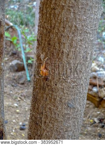 Drumstick Tree Resin ( Moringa Oleifera Tree Gum )
