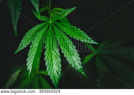 Leaf Green Marijuana Hemp Cannabis On Blurred Dark Background