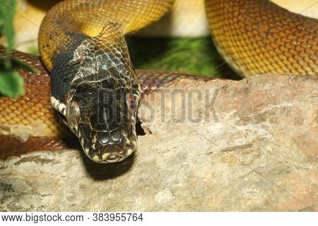 The White Lipped Python Snake In Garden
