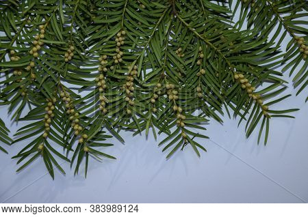 Small Yellow Brown Globe Like Structures Down A Yew Tree Taxus Baccata Branch That Are The Trees Blo