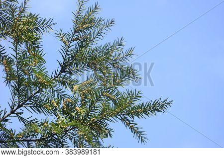 Small Yellow Brown Globe Like Structures Down A Yew Tree Taxus Baccata Branch That Are The Trees Blo